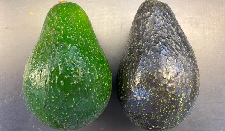 BL516 Avocados Ripe vs Unripe